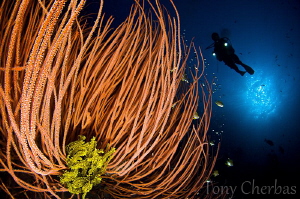 Crinoid in Whips by Tony Cherbas 
